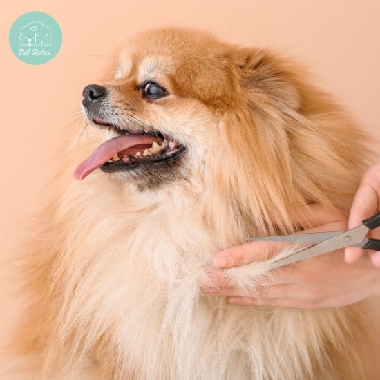 ตัดขนสุนัขใกล้ฉัน ตัดขนสุนัขใกล้ฉัน