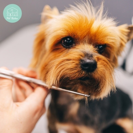 ร้านตัดขนสุนัขใกล้ฉัน - รับฝาก ตัดขน สุนัข และแมว - Pet Relax ร้านตัดขนสุนัขใกล้ฉัน - รับฝาก ตัดขน สุนัข และแมว - Pet Relax