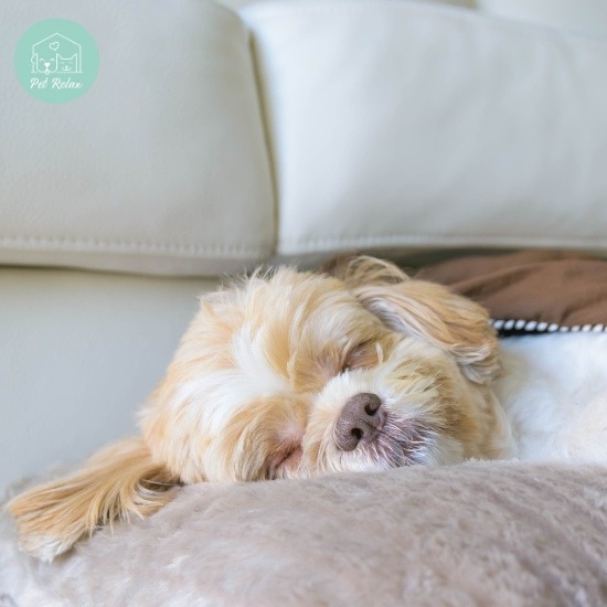 โรงแรมสุนัข ใกล้ฉัน - รับฝาก ตัดขน สุนัข และแมว - Pet Relax
