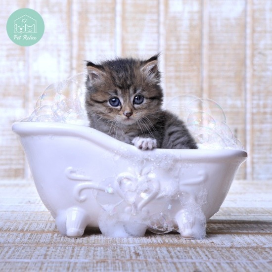 อาบน้ำตัดขนแมวทาวน์อินทาวน์ - รับฝาก ตัดขน สุนัข และแมว - Pet Relax อาบน้ำตัดขนแมวทาวน์อินทาวน์ - รับฝาก ตัดขน สุนัข และแมว - Pet Relax