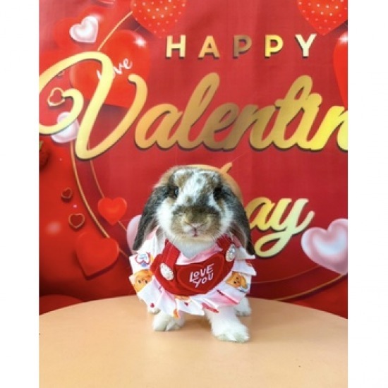 อาบน้ำกระต่ายใกล้ฉัน อาบน้ำกระต่ายใกล้ฉัน